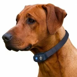 High Tech Pet Underground Pet Fences 0.33-Acre Static Underground Pet Fence -Animal & Pet Care Online Shop 08888038