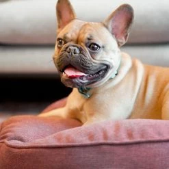 The Houndry Pet Beds Russett Rover Sunbrella Acrylic Fabric Round 48-in x 48-in Dog Bed (For Large) -Animal & Pet Care Online Shop 11170141