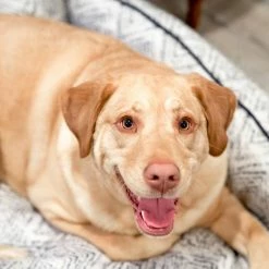 The Houndry Pet Beds Sapphire Spaniel Sunbrella Acrylic Fabric Rectangular 44-in x 36-in Dog Bed (For Large) -Animal & Pet Care Online Shop 11170270