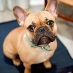 The Houndry Pet Beds Blue Barker Sunbrella Acrylic Fabric Rectangular 42-in x 31-in Dog Bed (For Large) -Animal & Pet Care Online Shop 11170302