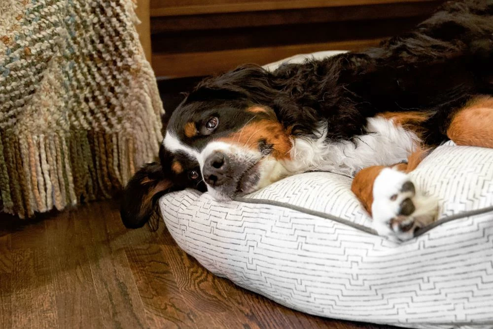 The Houndry Pet Beds Fetching Fern Sunbrella Acrylic Fabric Round 24-in x 24-in Dog Bed (For Small) 5 The Houndry Pet Beds Fetching Fern Sunbrella Acrylic Fabric Round 24-in x 24-in Dog Bed (For Small) - Image 3