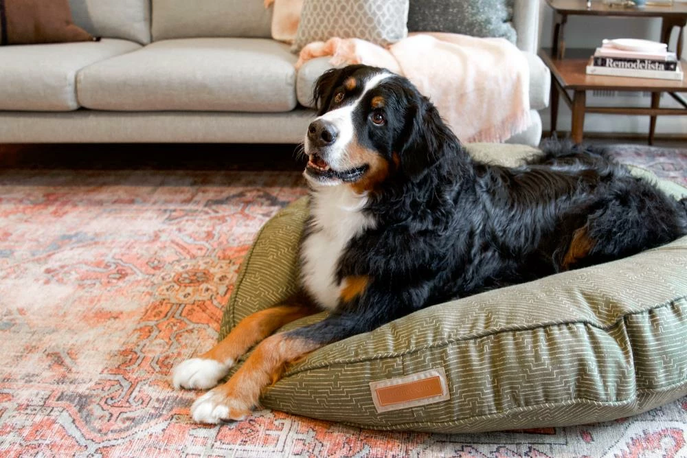 The Houndry Pet Beds Mossy Mutt Sunbrella Acrylic Fabric Round 41-in x 41-in Dog Bed (For Large) 5 The Houndry Pet Beds Mossy Mutt Sunbrella Acrylic Fabric Round 41-in x 41-in Dog Bed (For Large) - Image 3