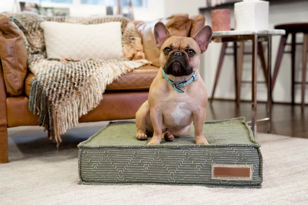 Animal & Pet Care Online Shop -Animal & Pet Care Online Shop 11170714