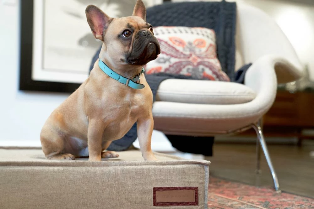 The Houndry Pet Beds Hazy Herder Sunbrella Acrylic Fabric Rectangular 22.5-in x 22.5-in Dog Bed (For Small) 6 The Houndry Pet Beds Hazy Herder Sunbrella Acrylic Fabric Rectangular 22.5-in x 22.5-in Dog Bed (For Small) - Image 4