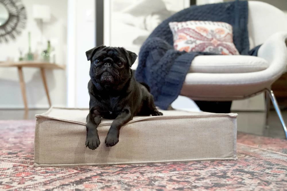 The Houndry Pet Beds Hazy Herder Sunbrella Acrylic Fabric Rectangular 22.5-in x 22.5-in Dog Bed (For Small) 7 The Houndry Pet Beds Hazy Herder Sunbrella Acrylic Fabric Rectangular 22.5-in x 22.5-in Dog Bed (For Small) - Image 5