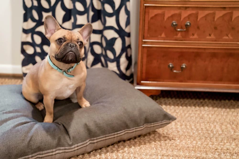 The Houndry Pet Beds Grey Hound Sunbrella Acrylic Fabric Rectangular 38-in x 29-in Dog Bed (For Medium) 7 The Houndry Pet Beds Grey Hound Sunbrella Acrylic Fabric Rectangular 38-in x 29-in Dog Bed (For Medium) - Image 5