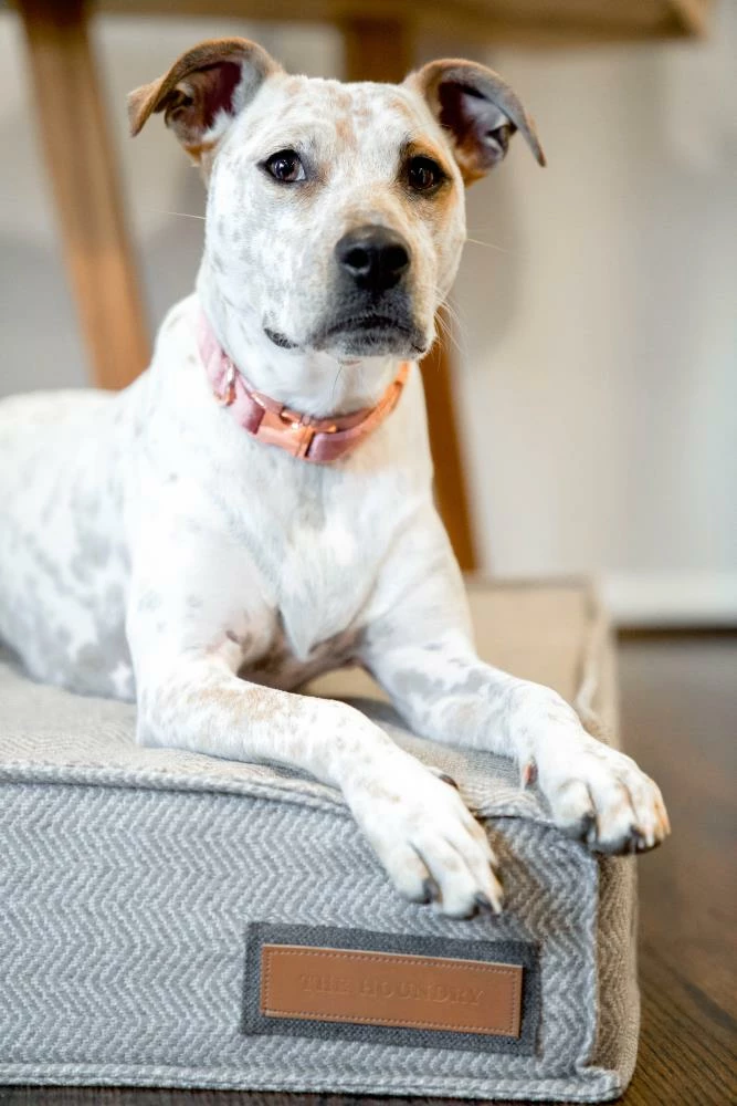 The Houndry Pet Beds Foggy Feline Sunbrella Acrylic Fabric Rectangular 48-in x 36-in Dog Bed (For Large) 6 The Houndry Pet Beds Foggy Feline Sunbrella Acrylic Fabric Rectangular 48-in x 36-in Dog Bed (For Large) - Image 4