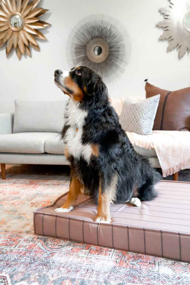 The Houndry Pet Beds Blushing Basset Sunbrella Acrylic Fabric Rectangular 22.5-in x 22.5-in Dog Bed (For Small) 6 The Houndry Pet Beds Blushing Basset Sunbrella Acrylic Fabric Rectangular 22.5-in x 22.5-in Dog Bed (For Small) - Image 4