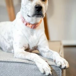 The Houndry Pet Beds Foggy Feline Sunbrella Acrylic Fabric Rectangular 42-in x 30-in Dog Bed (For Large) -Animal & Pet Care Online Shop 11171144