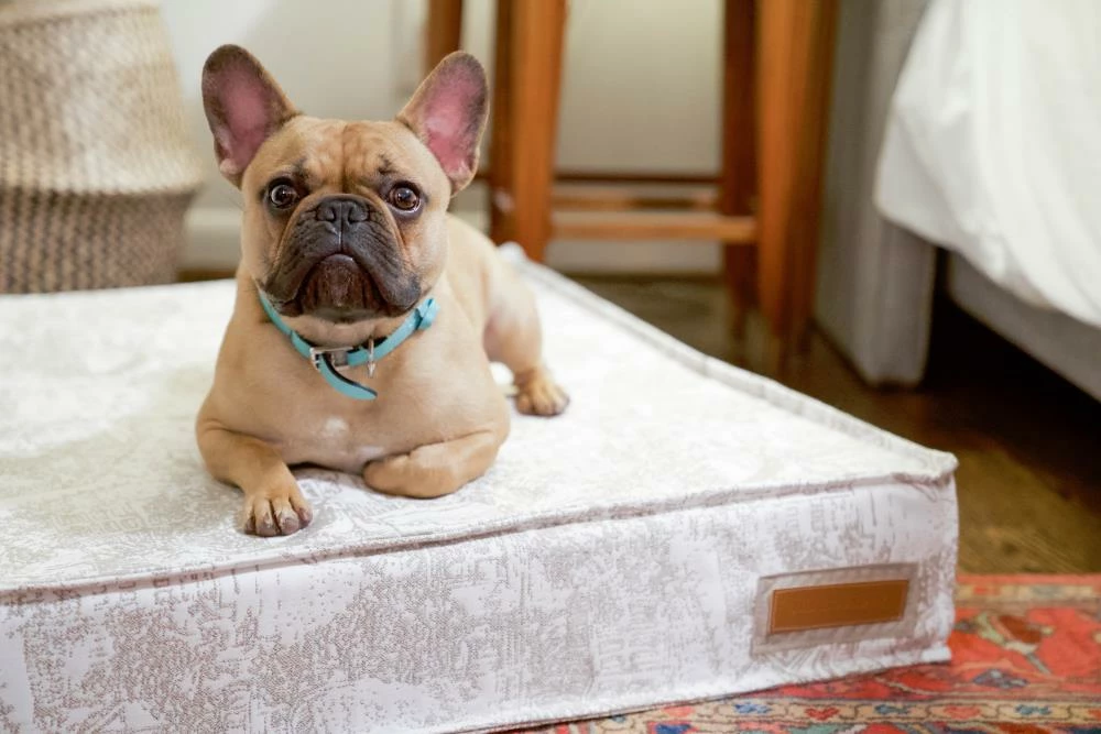 The Houndry Pet Beds Country Chase Sunbrella Acrylic Fabric Rectangular 28-in x 28-in Dog Bed (For Medium) 5 The Houndry Pet Beds Country Chase Sunbrella Acrylic Fabric Rectangular 28-in x 28-in Dog Bed (For Medium) - Image 3