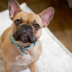 The Houndry Pet Beds Country Chase Sunbrella Acrylic Fabric Rectangular 28-in x 28-in Dog Bed (For Medium) 12 The Houndry Pet Beds Country Chase Sunbrella Acrylic Fabric Rectangular 28-in x 28-in Dog Bed (For Medium) -Animal & Pet Care Online Shop 11171443