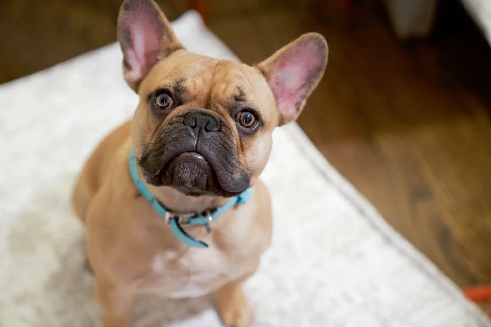 The Houndry Pet Beds Country Chase Sunbrella Acrylic Fabric Rectangular 28-in x 28-in Dog Bed (For Medium) 7 The Houndry Pet Beds Country Chase Sunbrella Acrylic Fabric Rectangular 28-in x 28-in Dog Bed (For Medium) - Image 5