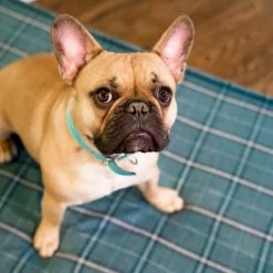 The Houndry Pet Beds Peacock Pooch Sunbrella Acrylic Fabric Rectangular 22-in x 22-in Dog Bed (For Small) -Animal & Pet Care Online Shop 11171607