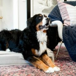 The Houndry Pet Beds Leashed Linen Sunbrella Acrylic Fabric Rectangular 47-in x 36-in Dog Bed (For Large) -Animal & Pet Care Online Shop 11171634