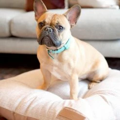 The Houndry Pet Beds Puppy Belly Pink Sunbrella Acrylic Fabric Rectangular 47-in x 37-in Dog Bed (For Large) -Animal & Pet Care Online Shop 11171722