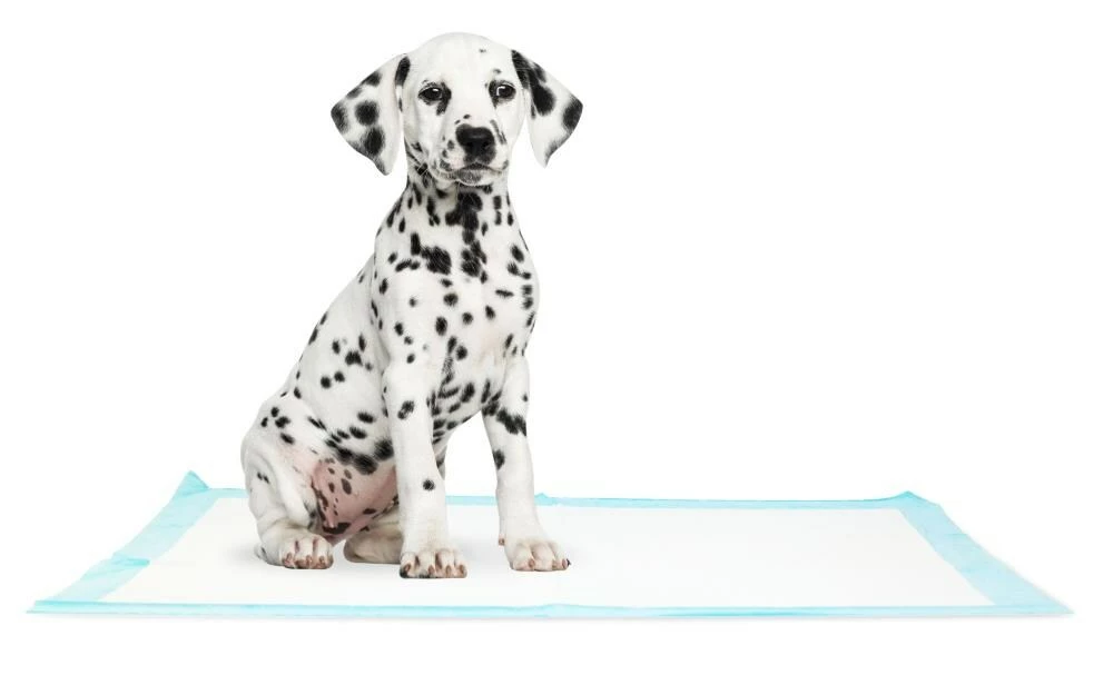 Precious Tails Dog Cleaning & Potty Training Pads, Non Woven 7 Precious Tails Dog Cleaning & Potty Training Pads, Non Woven - Image 5