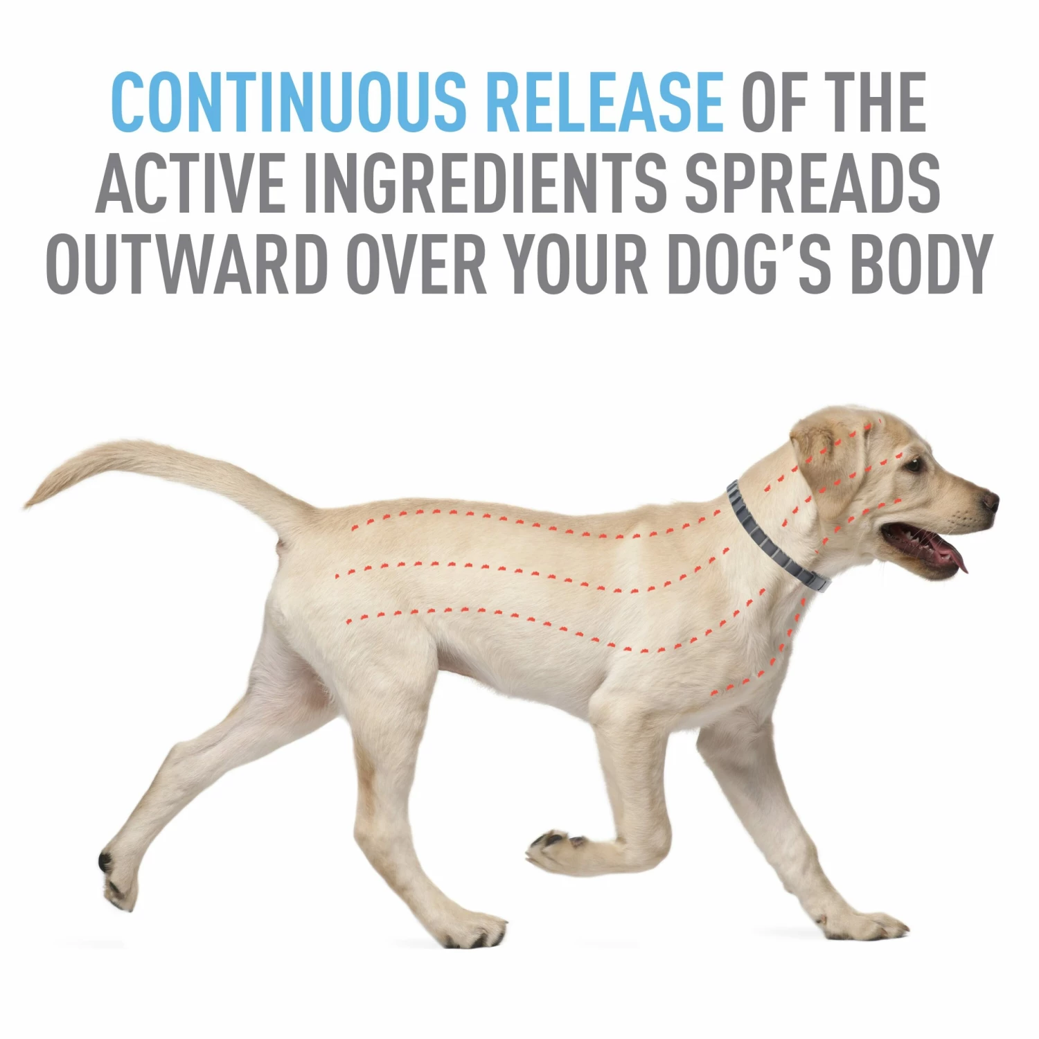 Adams Pet Healthcare & Treatments Collar 8 Adams Pet Healthcare & Treatments Collar - Image 6