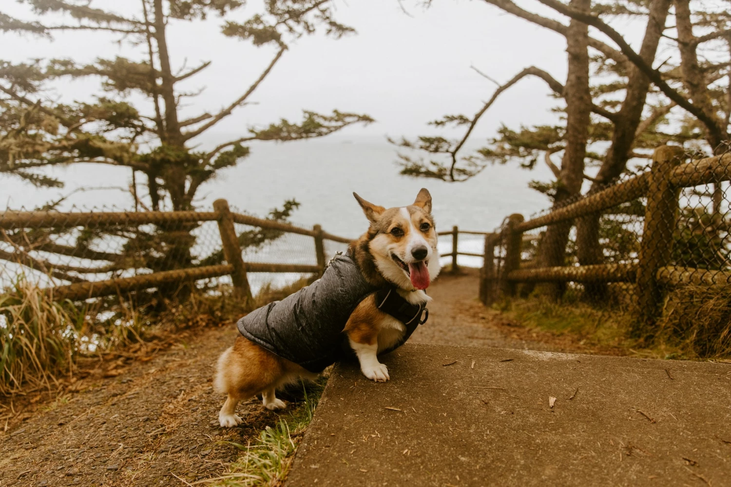 Free Country Pet Clothing CHALET CIRE DOWN FILLED DOG JACKET BLACK M 3 Free Country Pet Clothing CHALET CIRE DOWN FILLED DOG JACKET BLACK M