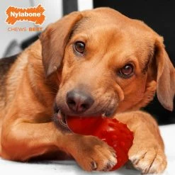Nylabone Pet Toys Strong Chew Stuffable Cone Dog Interactive -Animal & Pet Care Online Shop 46326945 scaled